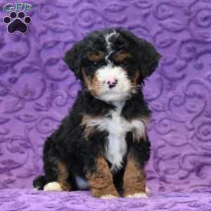 Dianne, Mini Bernedoodle Puppy